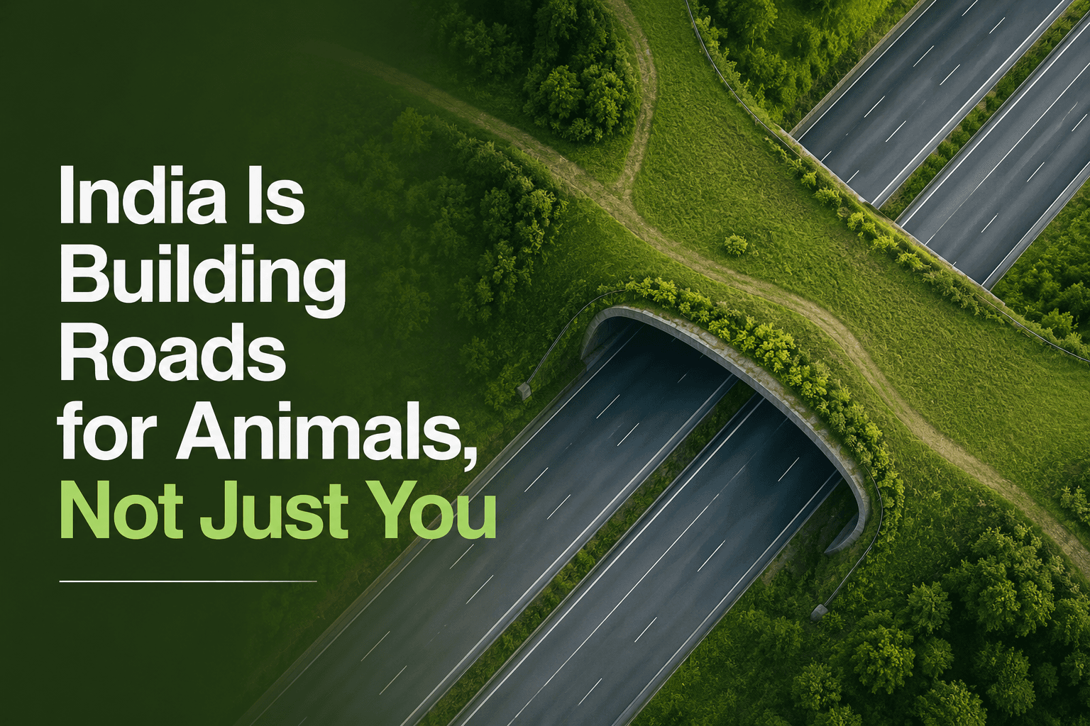 India Is Building Roads for Animals, Not Just You: The Bridging Room